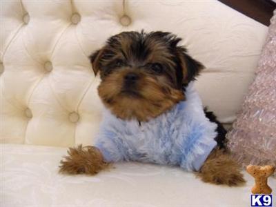 Yorkshire Terrier Puppies in FL